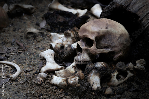 skull and bones