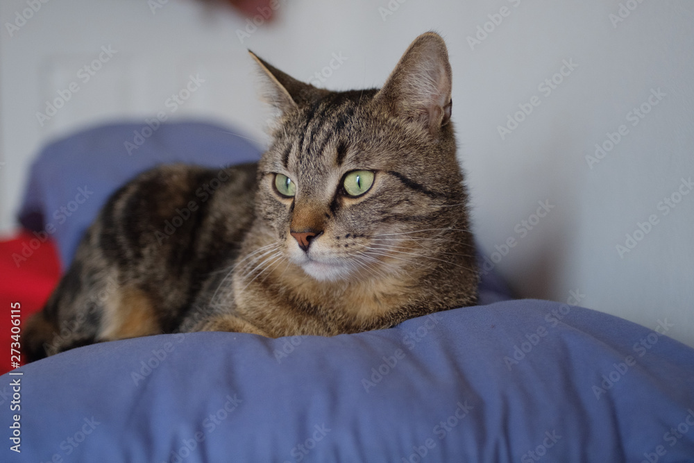 cat on a sofa cat on a sofa