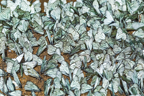 Large day butterfly - Hawthorn (lat. Aporia crataegi)