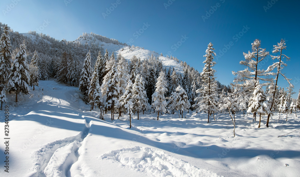 Snow covered larch and fir trees in the highlands. The snow sparkles in the sun. HDR - high dynamic range.