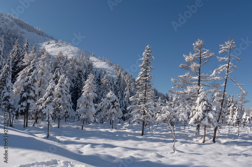 Snow covered larch and fir trees in the highlands. The snow sparkles in the sun. 