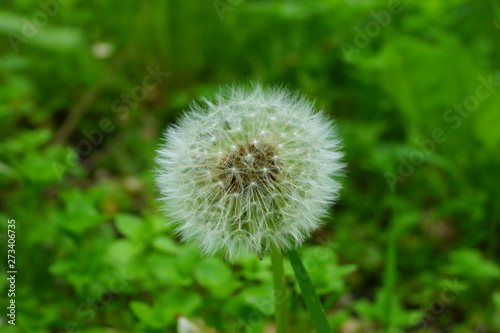 dandelion 