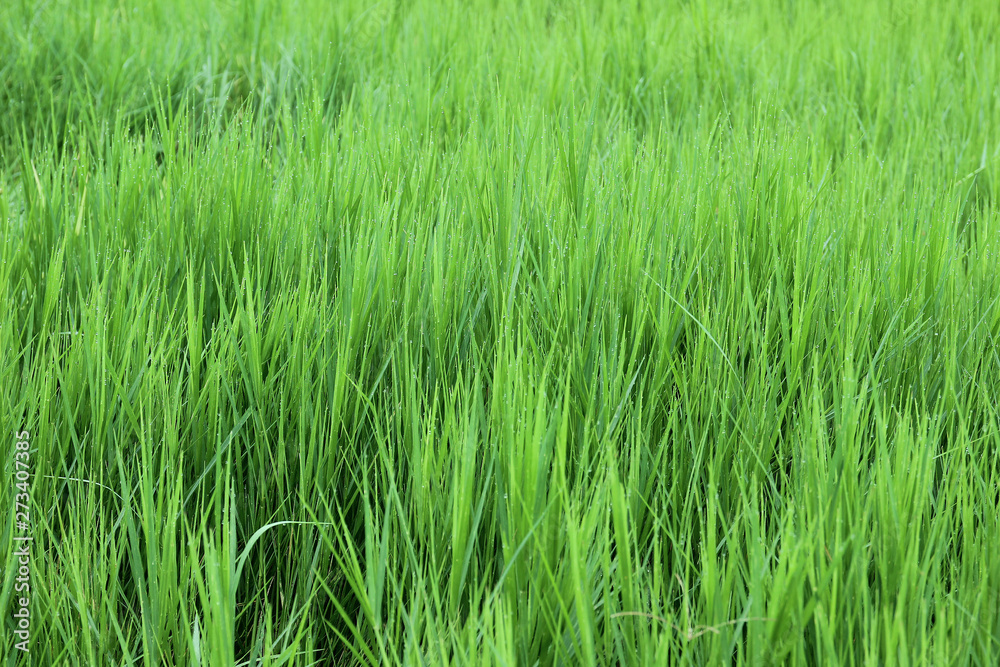 Grassland in the backyard.