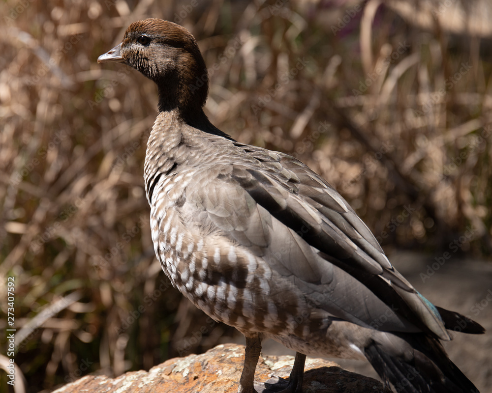 Obraz premium australian wood duck