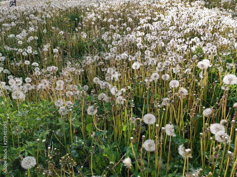 Fototapeta premium white dandelion fields during the spring time