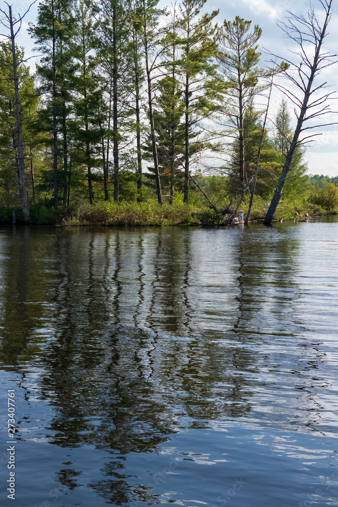 Reflections of coniferous trees onto the Chippewa Flowage in Hayward