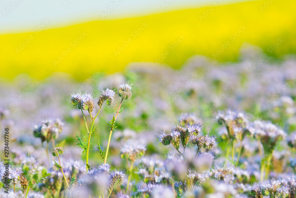 Phacelia and oilseed rape agricultural fields flowering at summertime