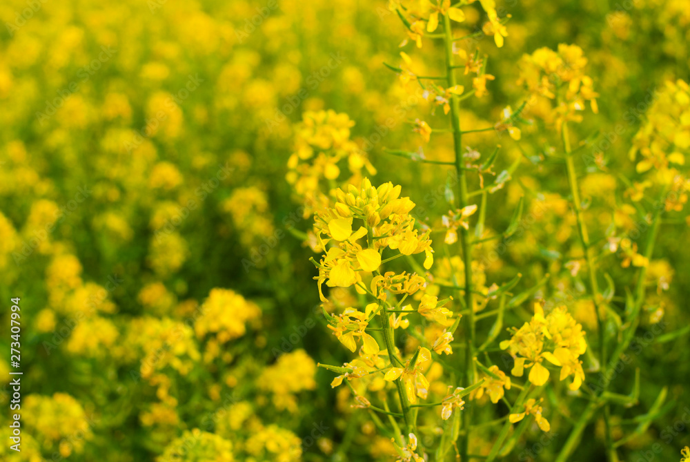 oilseed rape agricultural fields flowering at summertime