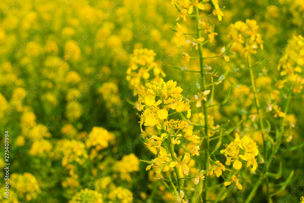 oilseed rape agricultural fields flowering at summertime oilseed rape agricultural fields flowering at summertime