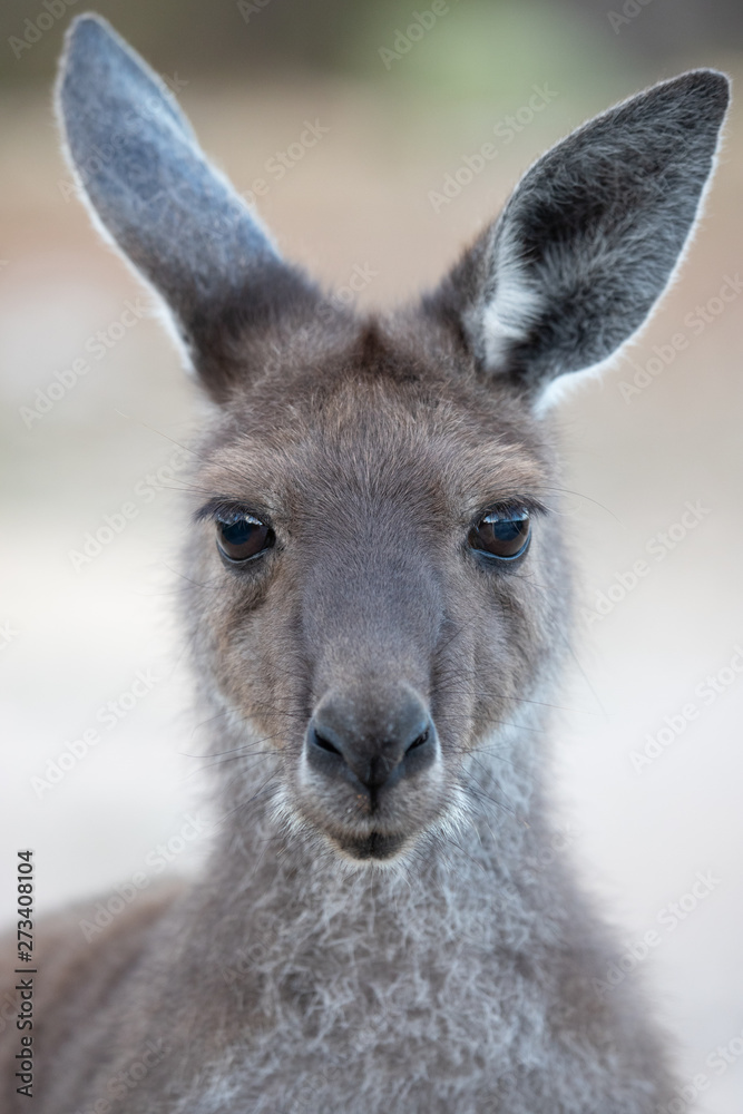 kangaroo portrait