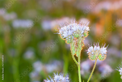 phacelia bee plant fields at sunset