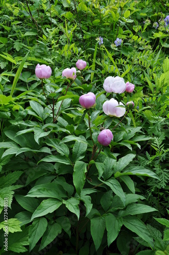 The Flowerses of the Mountain Peony in Russia. the June 12 2019. Fotoapparat Nikon D5000. photo