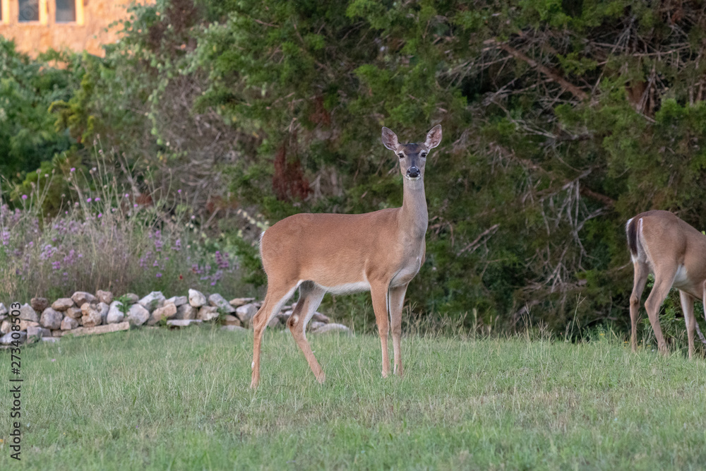 deer in front of tree deer in front of tree