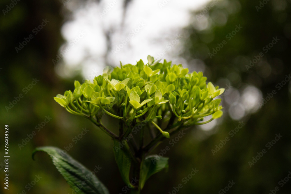 Close-up of green Hydrangea flower in Nature Trail at Inthanon mountain peak on nature background; Chiang mai, Thailand. Close-up of green Hydrangea flower in Nature Trail at Inthanon mountain peak on nature background; Chiang mai, Thailand.