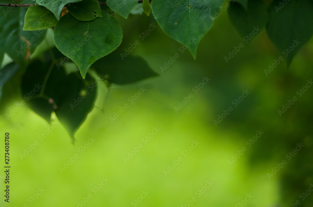 Blurred foliage background