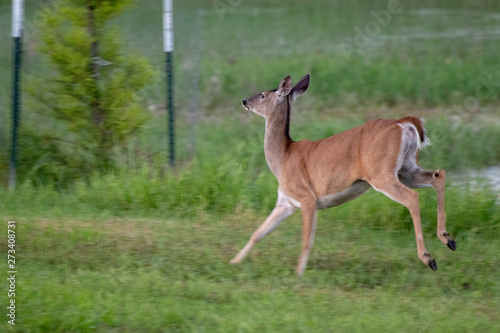 deer running away