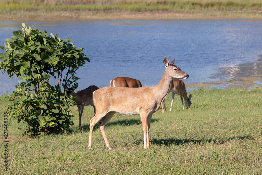 deer in front of three deer