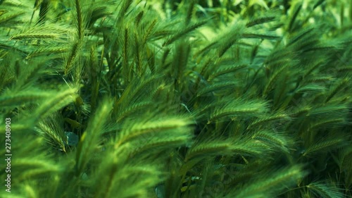 The grass sways beautiful in the wind. Natural green spikes of foxtail fountain/ swamp foxtail weed growing on blurred background on a summer sunny day in the wild nature outdoor. photo