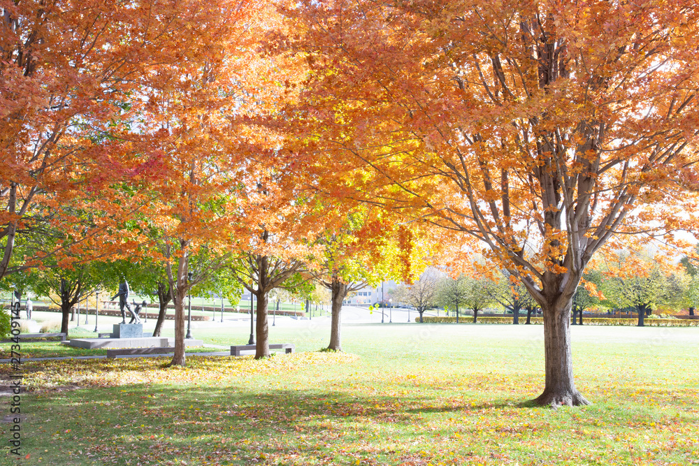 Naklejka premium Spring trees in Minnesota States