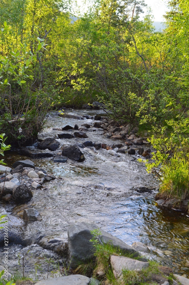 forest stream forest stream