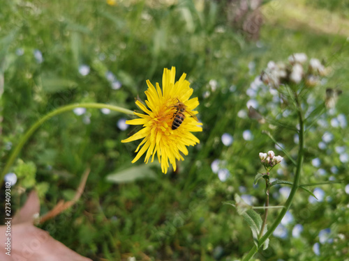 honey bee landed and collecting pollen from yellow dandelion in the spring