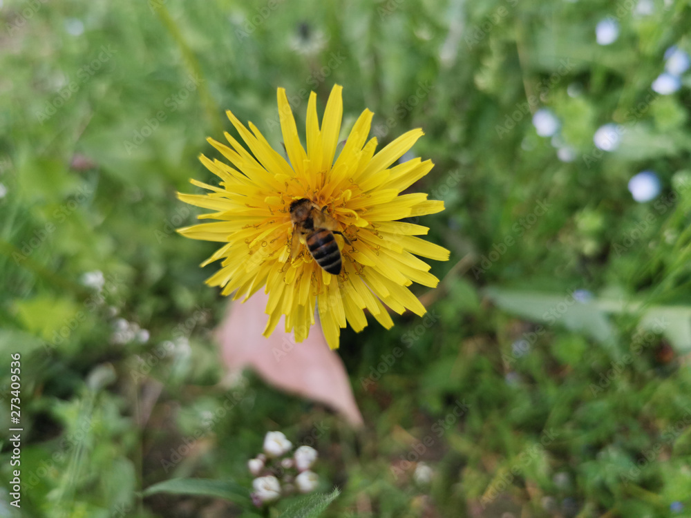 honey bee landed and collecting pollen from yellow dandelion in the spring honey bee landed and collecting pollen from yellow dandelion in the spring