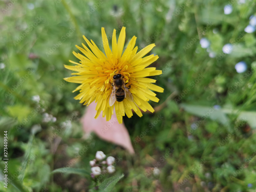 honey bee landed and collecting pollen from yellow dandelion in the spring honey bee landed and collecting pollen from yellow dandelion in the spring