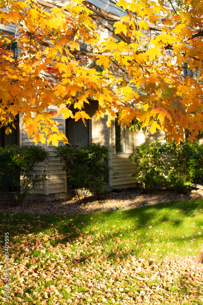Naklejka premium Spring trees in Minnesota States