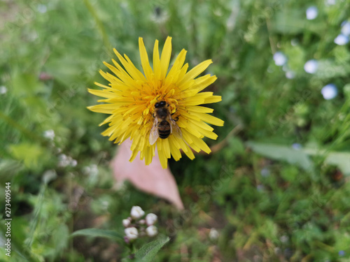 honey bee landed and collecting pollen from yellow dandelion in the spring