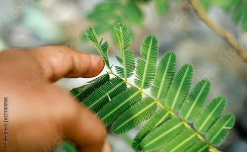 Принти на полотні Mimosa pudica, also called humble plant.