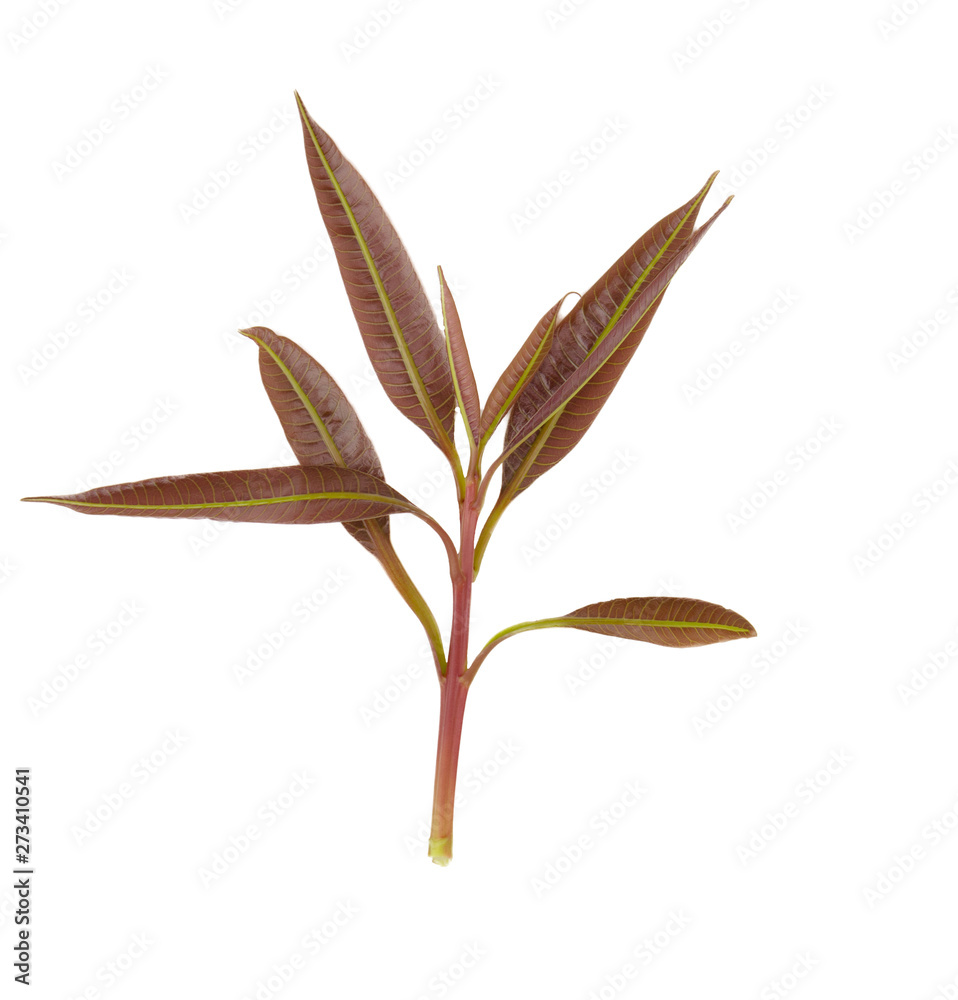 The soft balance of mango leaves isolated on white background. The soft balance of mango leaves isolated on white background.
