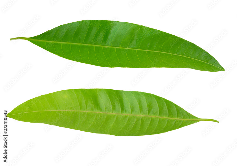 Obraz premium Green leaves in Northern Thailand, isolated on white background.