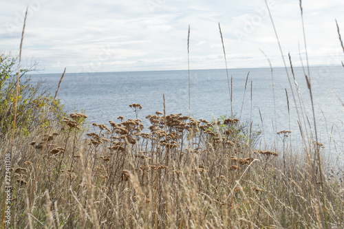 Flowers in Duluth  United States