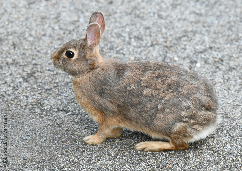 close up on wild rabbit on the road close up on wild rabbit on the road