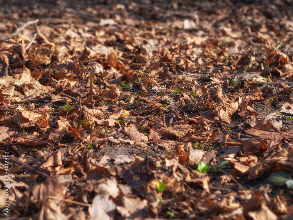 Fallen dry  leaves are lying on the ground. Autumn background