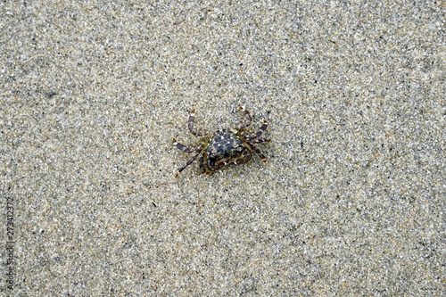 Sand crab on the beach 