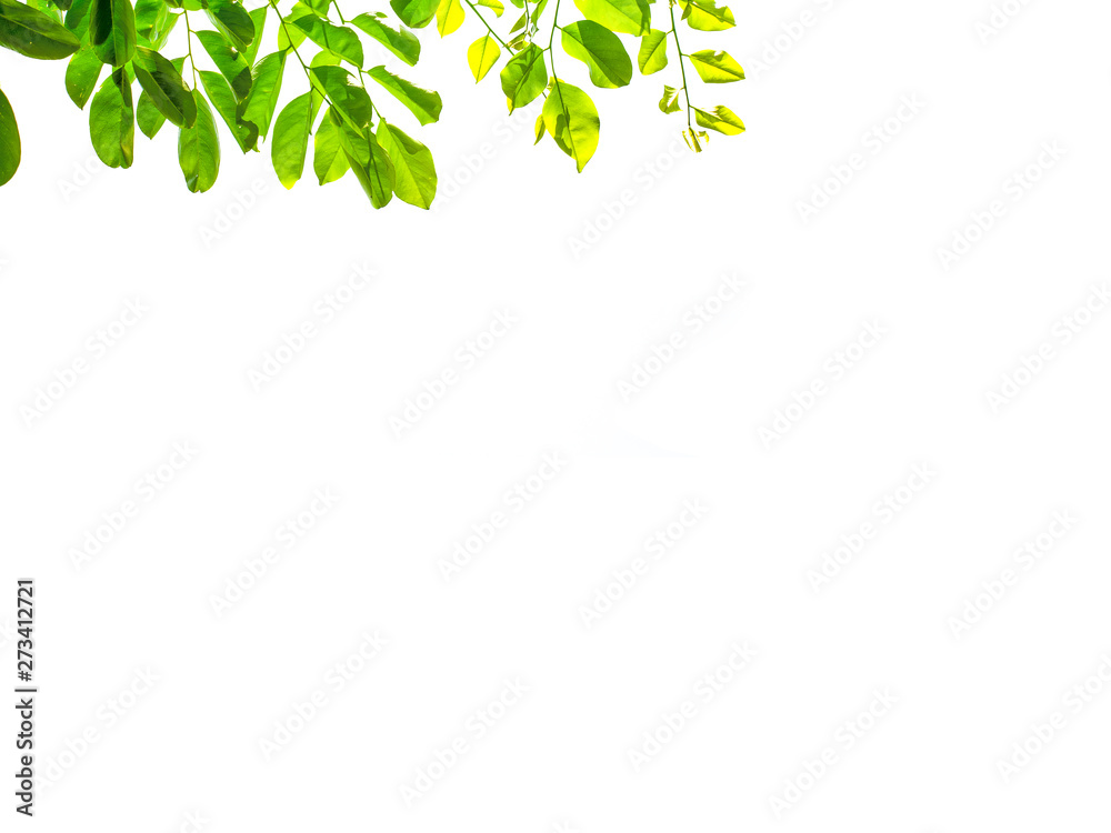 Isolate leaf on the white background. Green leaf for background. Text space. Isolate leaf on the white background. Green leaf for background. Text space.