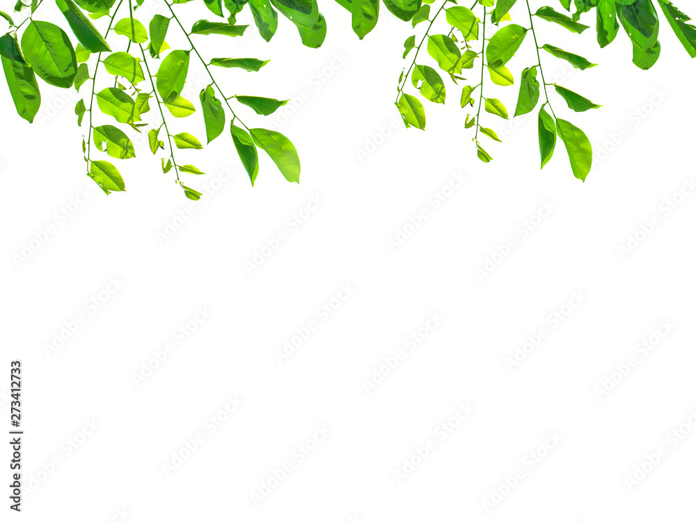 Isolate leaf on the white background. Green leaf for background. Text space. Isolate leaf on the white background. Green leaf for background. Text space.