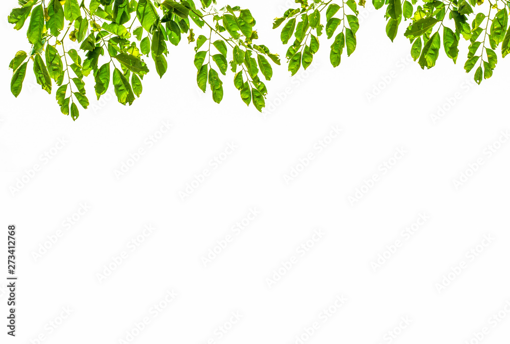 Isolate leaf on the white background. Green leaf for background. Text space. Isolate leaf on the white background. Green leaf for background. Text space.