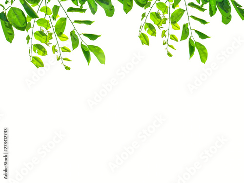 Isolate leaf on the white background. Green leaf for background. Text space.