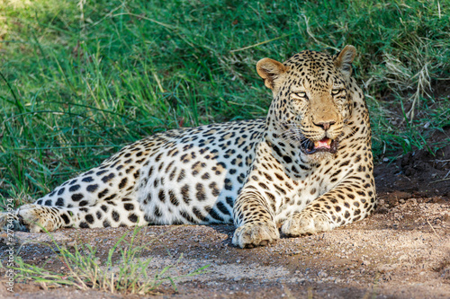 African leopard lying in golden light in the wild with green background