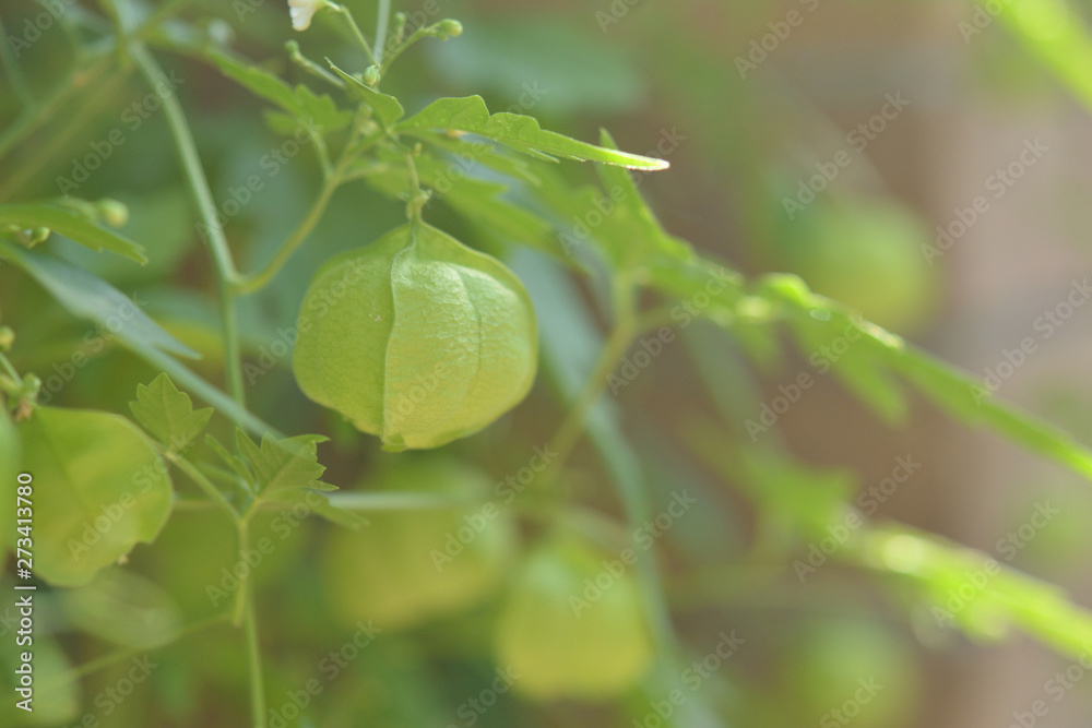 Obraz premium フウセンカズラ