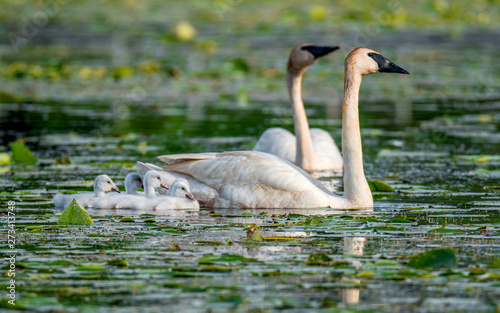 Cygnets and their parents are enjoying summer time in a lake