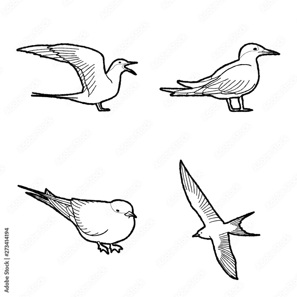 Obraz premium Arctic Tern Animal Vector Illustration Hand Drawn Cartoon Art