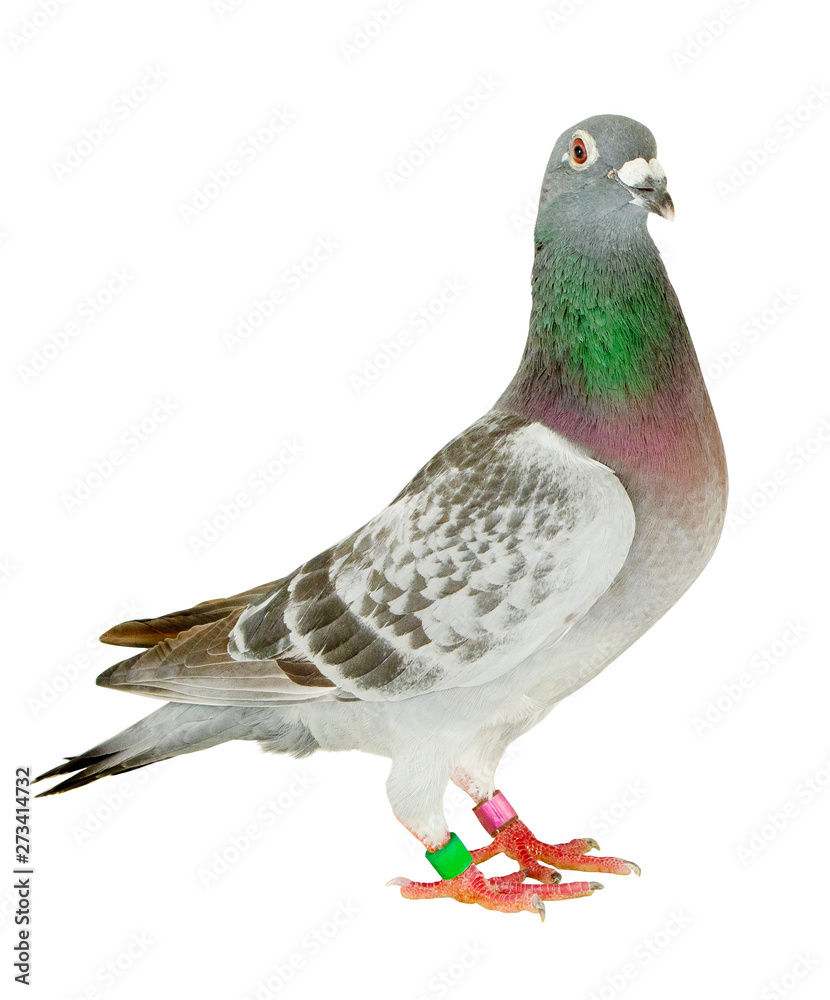 full body of speed racing pigeon bird standing isolate white background full body of speed racing pigeon bird standing isolate white background