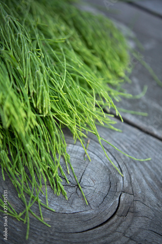 Horsetail on wooden table. Horsetail branch. Field horsetail bunch