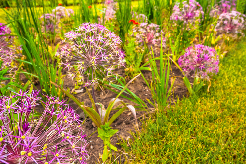 Fototapeta Naklejka Na Ścianę i Meble -  Flower head of Allium Purple blossoms in summer garden