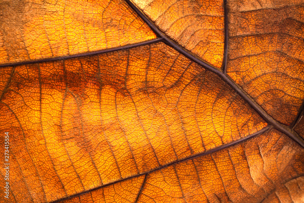 Dry leaf texture and nature background. Surface of brown leaves material.  Stock Photo | Adobe Stock