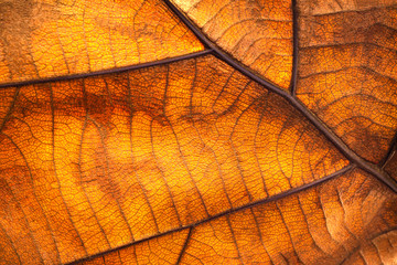 Fototapete Orange Trockenes Blatt mit brauner Textur  © Lemonsoup14