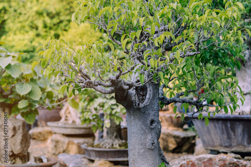 Variety of Bonsai trees were planted in pots and was many sorted for decoration in public garden.